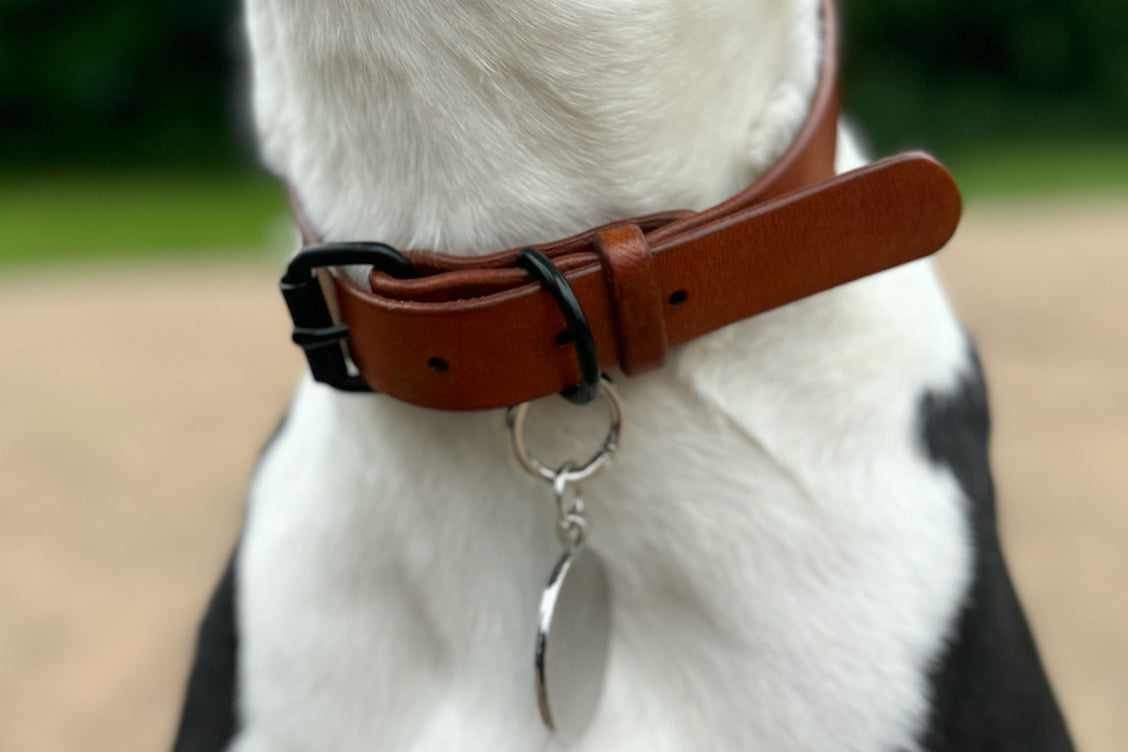 Handcrafted leather dog collar. Full grain bridle leather and high quality, heavy-duty black hardware. Multiple widths. Cross Winds Leather.