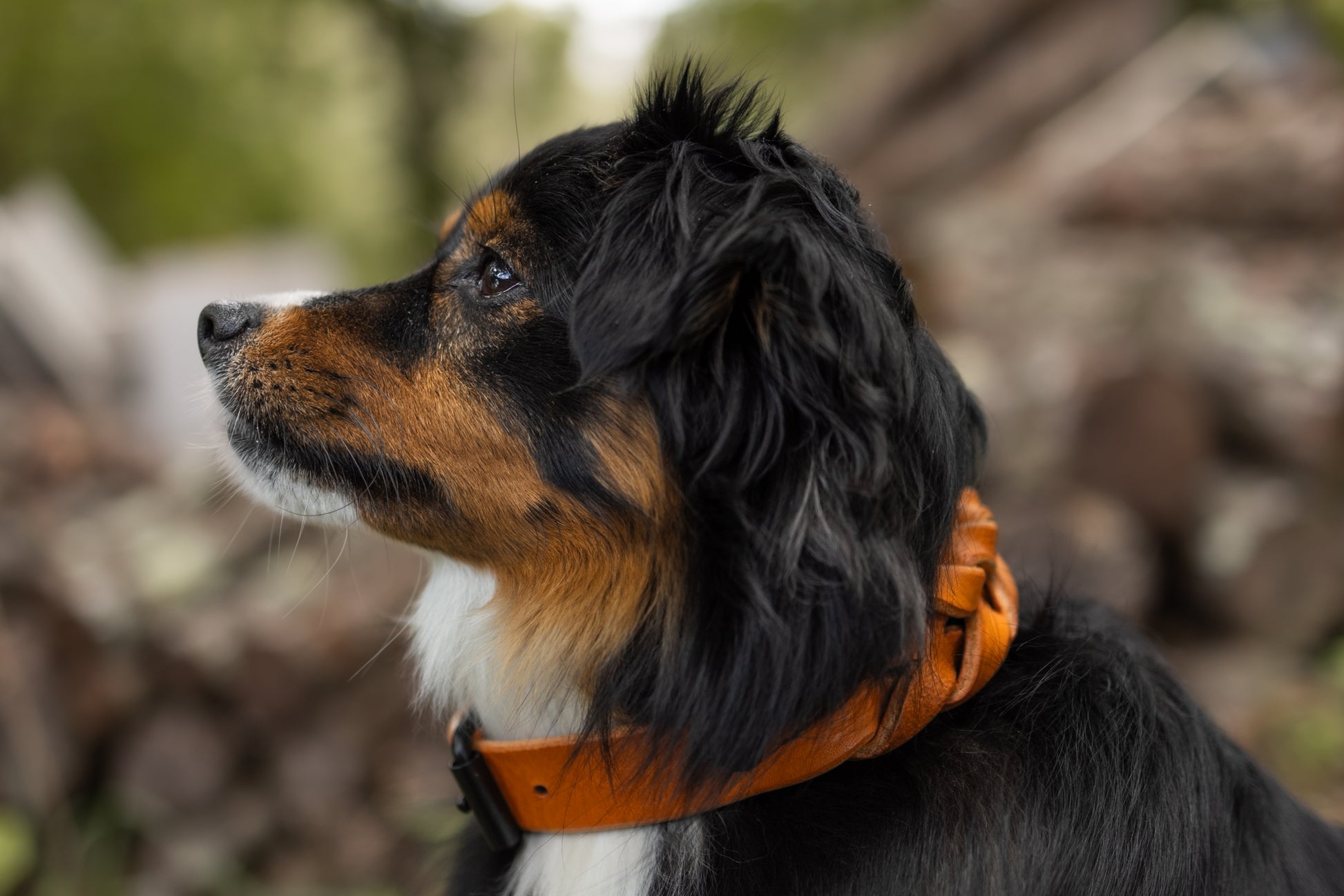 Handcrafted braided leather dog collar. Full grain bridle leather and high quality, heavy-duty black hardware. Cross Winds Leather.