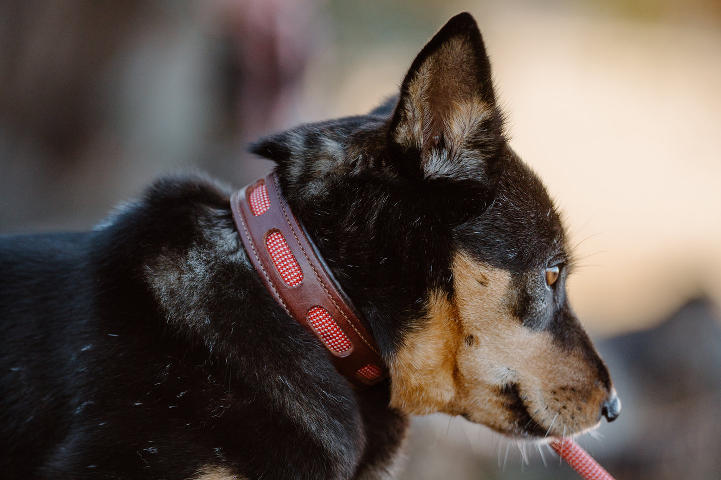 Handcrafted window leather dog collar. Full-grain bridle leather, climbing rope inlays and heavy-duty black hardware. Cross Winds Leather.