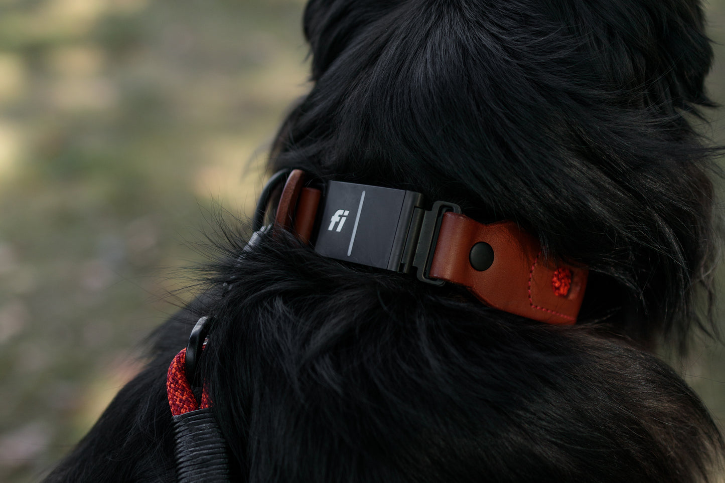 Fi compatible window leather collar, officially tested and approved by Fi. Full-grain bridle leather, climbing rope inlays and heavy-duty black hardware. Cross Winds Leather.