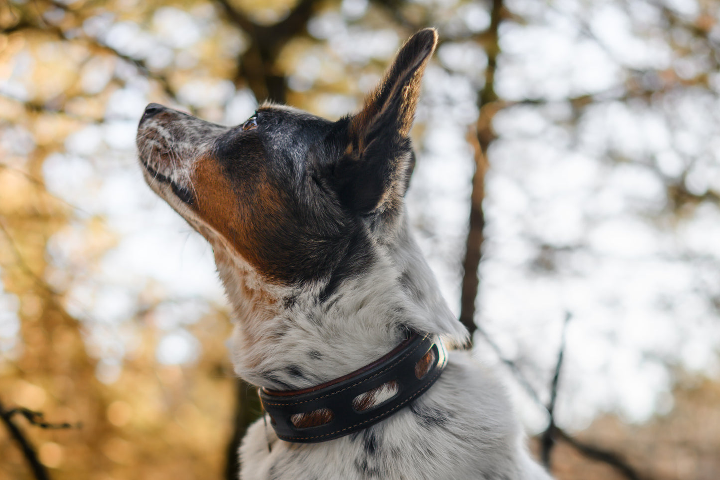 Handcrafted window leather dog collar. Full-grain bridle leather, hair on hide inlays and heavy-duty black hardware. Cross Winds Leather.