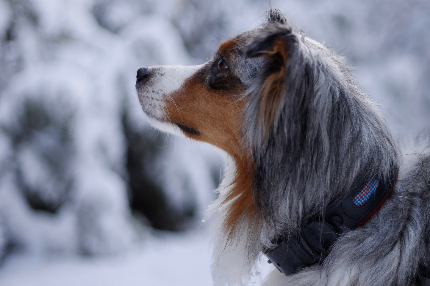 Handcrafted window leather dog collar. Full-grain bridle leather, climbing rope inlays and heavy-duty black hardware. Cross Winds Leather.