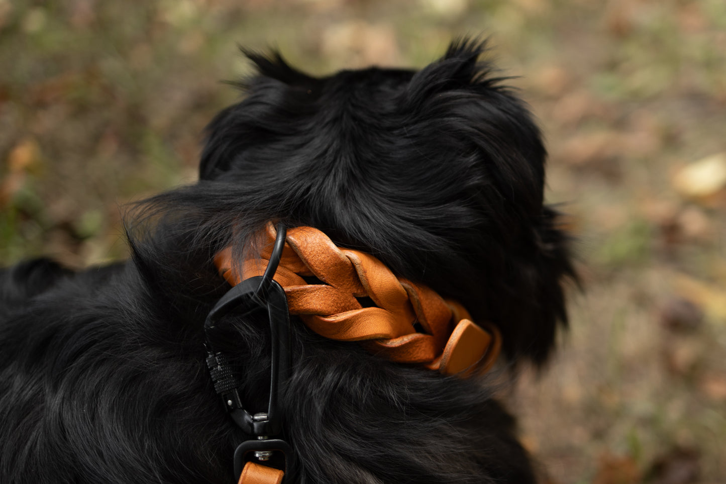 Handcrafted braided leather dog collar. Full grain bridle leather and high quality, heavy-duty black hardware. Cross Winds Leather.