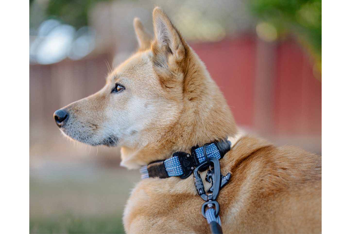 Handcrafted climbing rope and leather fixed dog collar. Featuring high quality hardware, including an AustriAlpin cobra buckle. Custom sizing. Cross Winds Leather.