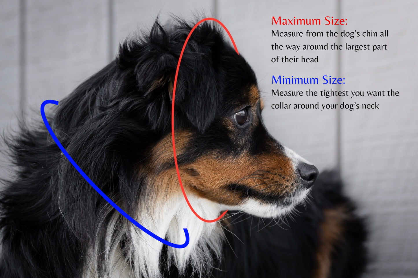 Cross Winds Leather how to measure for a limited slip collar