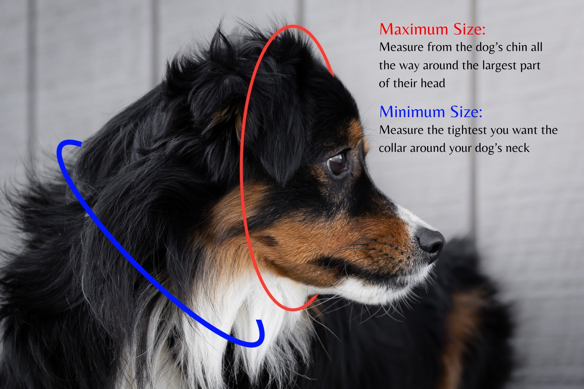 Cross Winds Leather how to measure for a limited slip collar