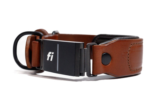 Fi compatible luxe leather collar, officially tested and approved by Fi. Full-grain bridle leather with leather padding and heavy-duty black hardware. Cross Winds Leather.