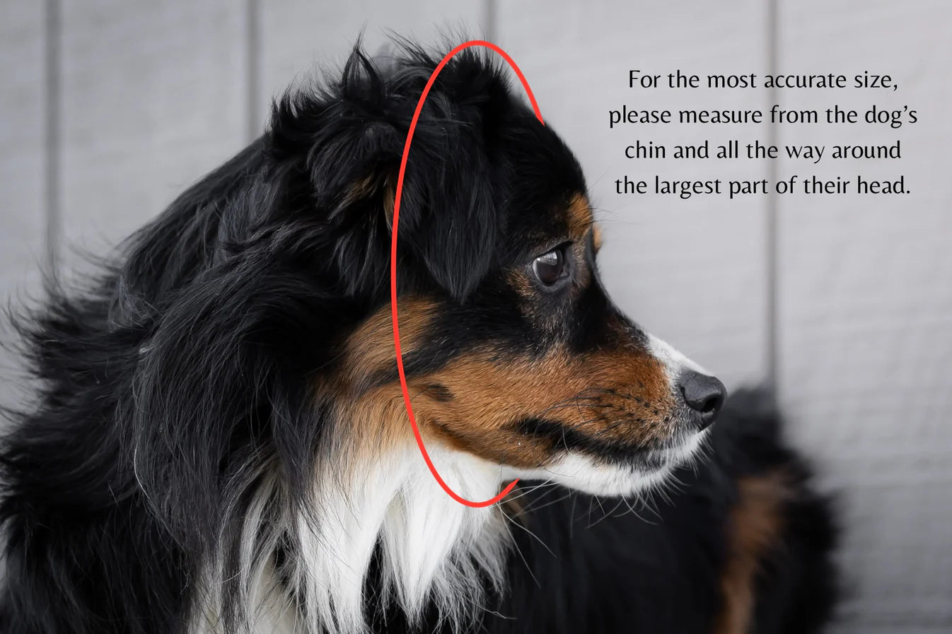 Traditional Luxe Martingale