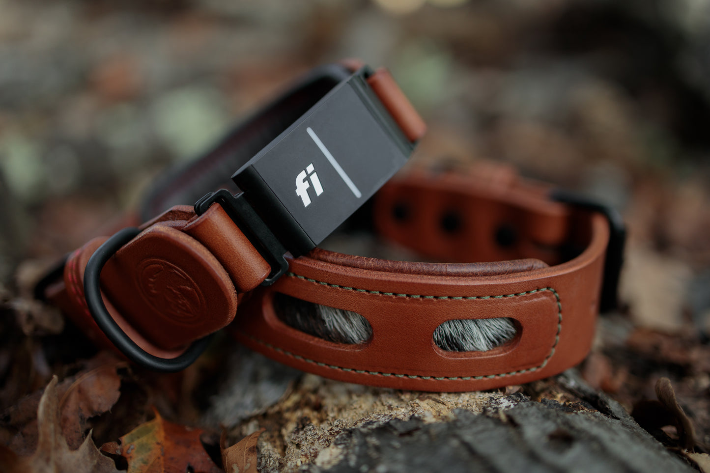 Fi compatible window leather collar, officially tested and approved by Fi. Full-grain bridle leather, hair on hide inlays and heavy-duty black hardware. Cross Winds Leather.