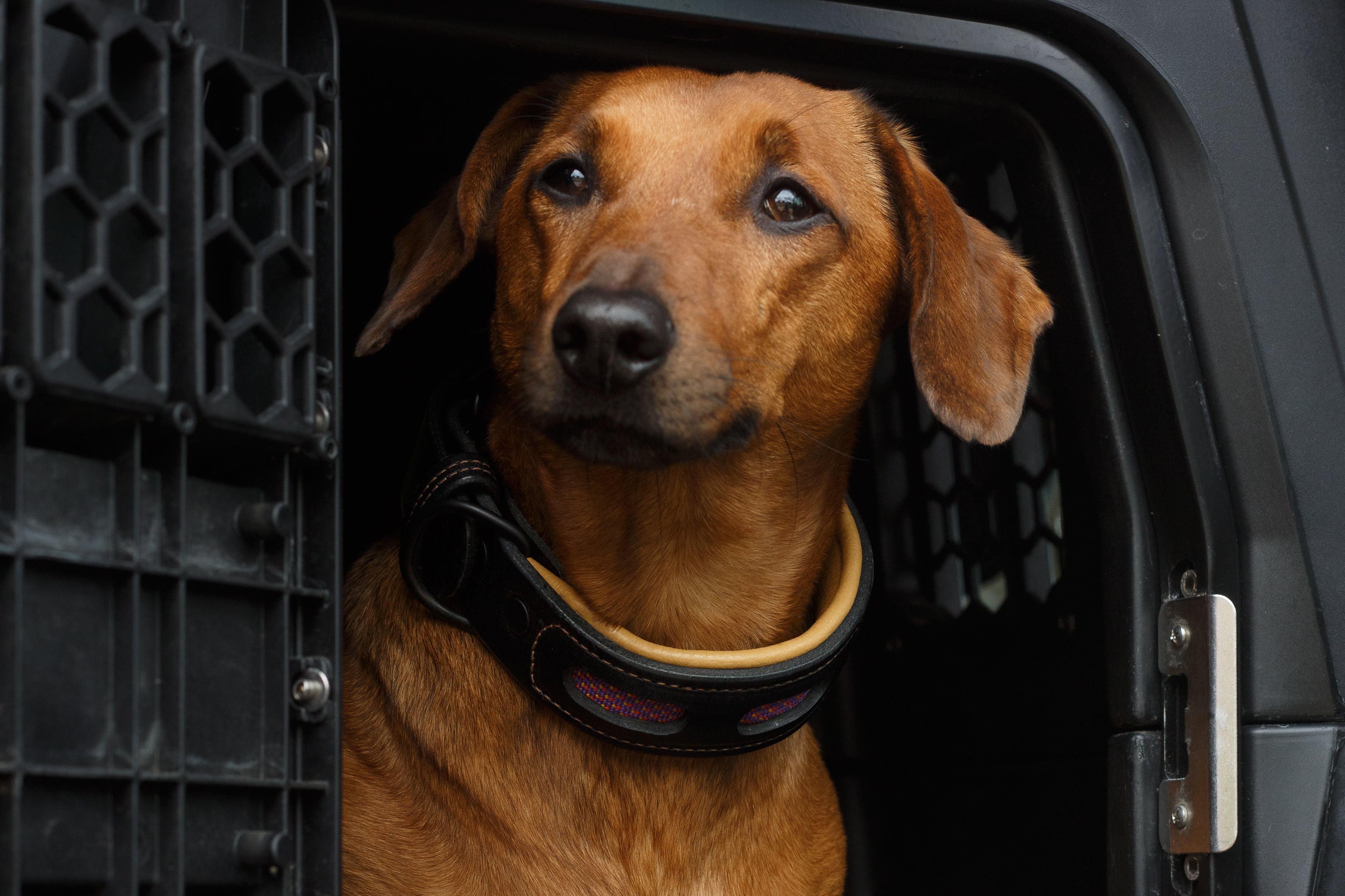 Window Collar – Cross Winds Leather