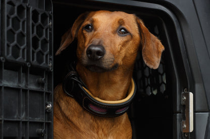 Window Collar